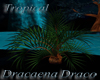 Tropical Dracaena Draco