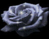 Light Purple Rose..