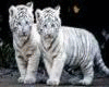 White Tiger Passion