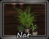 NT Country Potted Plante