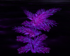 Purple Animated Fern 