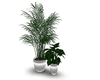 .::Casual Plants/Plantes