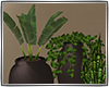 *TJ*BrowniePlants