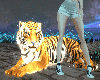 Tiger Pet Anim