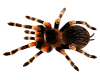 [Iz] Hairy Spider