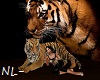 NL-Tiger Bengal Friend