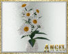 [AIB]Shasta Daisies