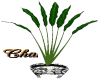 Cha`R/Acres 7 Leaf Plant