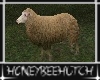 Field Sheep