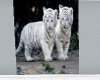 two white  tiger cub oic