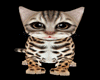 !    GATITO