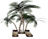 Pool Palm Loungers