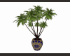 Orient Palm in pot