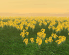 Daffodil Field Furnished