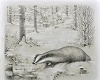 Roaming Badger