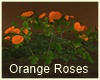 Orange Roses 2022
