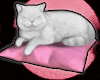 Cat on pillow