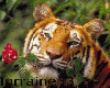 tiger with rose