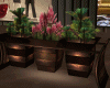 Plaza Pots/Plant