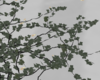 Wall Vines