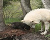 Mother Wolf and Pup