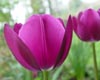!Em Real Magenta Tulips