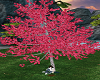 Red Sakura Tree