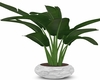 INDOOR POT PLANT