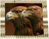 ~B~ Twin Bald Eagles