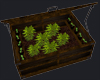wood box seedlings