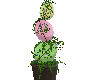 Easter Egg Plant