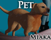 Pitbull Pet