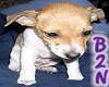 B2N-Toy Rat Terrier