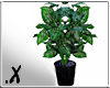 .x green leafy plant
