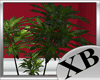 XctB.Inc.Seduction Plant