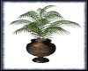 ♥-Country Plant