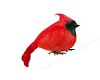 [Cyn]Cardinal beak