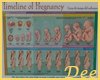 Pregnancy Timeline