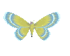 Blue & Yellow Butterfly
