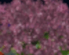Japanese Cherry tree