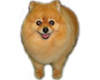 Pomeranian Cute Dog