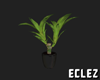 Potted plant black