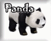 Adorable PANDA Bear Ride