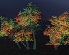Autum Trees