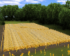 Amish Hay Field
