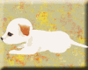 White chihuahua puppy