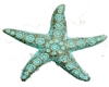 Spot marker Starfish