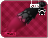 [Pets] Ziro | paws v1