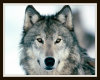 Grey wolf Art