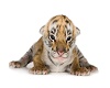 cama bebe tigre